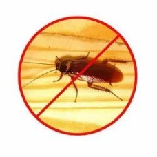 Cockroach Control Treatment